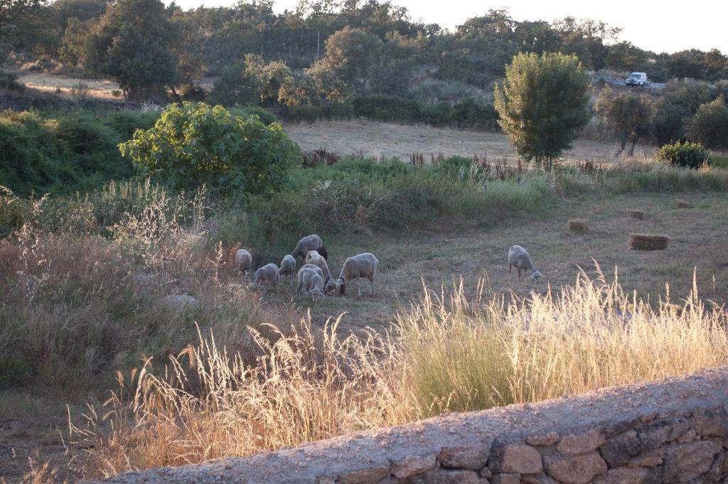 Quinta Serra De Sao Mamede Castelo de Vide Exterior photo